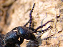 kopf eines weibl. schwarzblauen ölkäfers (meloe proscarabaeus) || foto details: 2006-04-07, innsbruck / austria, Sony Cybershot DSC-F828. keywords: blister beetle