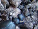 oil beetle (meloe proscarabaeus), excreting poison from its joint. 2006-04-08, Sony Cybershot DSC-F828. keywords: blister beetle