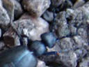 schwarzblauer ölkäfer (meloe proscarabaeus) sondert gift am gelenk ab || foto details: 2006-04-08, rum, austria, Sony Cybershot DSC-F828. keywords: blister beetle