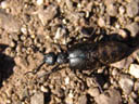 male oil beetle (meloe proscarabaeus). 2006-04-08, Sony Cybershot DSC-F828. keywords: blister beetle