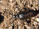 männl. schwarzblauer ölkäfer (meloe proscarabaeus) || foto details: 2006-04-08, rum, austria, Sony Cybershot DSC-F828. keywords: blister beetle