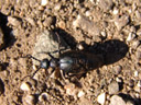 male oil beetle (meloe proscarabaeus). 2006-04-08, Sony Cybershot DSC-F828. keywords: blister beetle