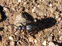 männl. schwarzblauer ölkäfer (meloe proscarabaeus) || foto details: 2006-04-08, rum, austria, Sony Cybershot DSC-F828. keywords: blister beetle