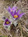 innsbrucker küchenschelle (pulsatilla oenipontana) || foto details: 2006-03-27, thaur / austria, Sony Cybershot DSC-F828.