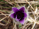 innsbruck's pasqueflower (pulsatilla oenipontana)