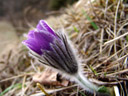 innsbruck's pasqueflower (pulsatilla oenipontana)