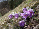 innsbrucker küchenschelle (pulsatilla oenipontana) || foto details: 2006-04-03, thaur / austria, Sony Cybershot DSC-F828.