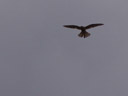 common kestrel (falco tinnunculus)