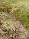 seed head of innsbruck's pasqueflower (pulsatilla oenipontana). 2006-04-10, Sony Cybershot DSC-F828.