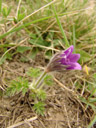 eine der pflanzen, die letztes jahr hier gesetzt wurden - innsbrucker küchenschelle (pulsatilla oenipontana) || foto details: 2006-04-10, innsbruck / austria, Sony Cybershot DSC-F828.