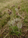 one of the last original plants in this area. 2006-04-10, Sony Cybershot DSC-F828.