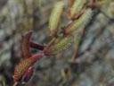 a willow's flowers (salix sp.). 2006-04-07, Sony Cybershot DSC-F828.