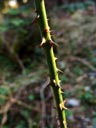 thorny rose-stem