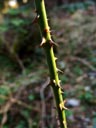 thorny rose-stem. 2006-04-07, Sony Cybershot DSC-F828.