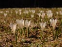 a field of crocus (crocus vernus ssp. albiflorus). 2006-04-08, Sony Cybershot DSC-F828.