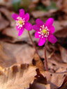 the pinkest hepatica ever (hepatica nobilis). 2006-04-08, Sony Cybershot DSC-F828. keywords: pink common hepatica; liverwort