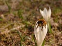 flying bee (apis mellifera). 2006-04-09, Sony Cybershot DSC-F828.