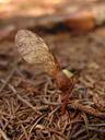 maple seedling (acer sp.)