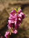 daphne-flowers (daphne mezereum). 2006-04-14, Sony Cybershot DSC-F828. keywords: pink