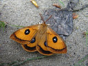 tau emperor (aglia tau), male. 2006-04-29, Sony Cybershot DSC-F828. keywords: orange, butterfly