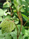 european dewberry (rubus caesius)