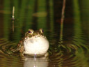 male european green toad (bufo viridis) calling, with an inflated vocal sac. 2006-05-15, Sony Cybershot DSC-F828.