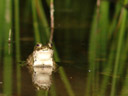 male european green toad (bufo viridis), deflated vocal sac. 2006-05-15, Sony Cybershot DSC-F828.
