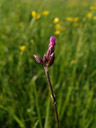 ragged robin (lychnis flos-cuculi), bud. 2006-06-10, Sony Cybershot DSC-F828.