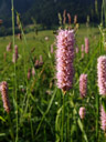 common bistort (persicaria bistorta). 2006-06-10, Sony Cybershot DSC-F828.