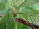 ermine caterpillar (yponomeuta sp.). 2006-06-10, Sony Cybershot DSC-F828.