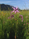 kuckucks-lichtnelke (lychnis flos-cuculi), knospe || foto details: 2006-06-10, walchsee / austria, Sony Cybershot DSC-F828.