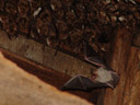 nursery roost of the greater mouse-eared bat (myotis myotis). 2006-06-10, Sony Cybershot DSC-F828. keywords: flying bat