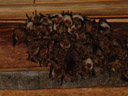 nursery roost of the greater mouse-eared bat (myotis myotis)