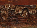 a baby mouse-eared bat (myotis myotis) crawling by itself
