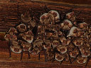 different nursery roost of myotis myotis, in lienz. 2006-06-10, Sony Cybershot DSC-F828.