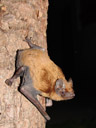 augibunde, the noctule bat (nyctalus noctula). 2006-06-13, Sony Cybershot DSC-F828. keywords: grosser abendsegler