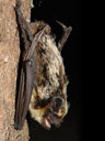 albuin, showing his teeth. 2006-06-14, Sony Cybershot DSC-F828. keywords: parti-coloured bat, vespertilio murinus, zweifarbfledermaus