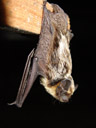 albuin, the parti-coloured bat (vespertilio murinus). 2006-06-14, Sony Cybershot DSC-F828.