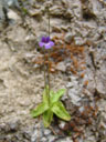 common butterwort (pinguicula vulgaris), flowering. 2006-06-16, Sony Cybershot DSC-F828. keywords: purple flower