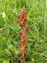 blutrote sommerwurz (orobranche gracilis?) || foto details: 2006-06-16, kaisertal valley / austria, Sony Cybershot DSC-F828. keywords: orobranchaceae