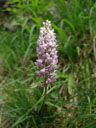 fragrant orchid (gymnadenia conopsea). 2006-06-16, Sony Cybershot DSC-F828. keywords: orchidaceae, mücken-händelwurz, langsporn-händelwurz, fliegen-händelwurz, pink flower