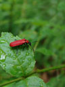 scharlachroter feuerkäfer (pyrochroa coccinea) || foto details: 2006-06-16, kaisertal valley / austria, Sony Cybershot DSC-F828. keywords: coleoptera, pyrochroidae, pyrochora