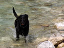 scully, playing in the creek. 2006-06-16, Sony Cybershot DSC-F828.