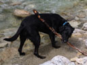 scully, playing in the creek. 2006-06-16, Sony Cybershot DSC-F828.