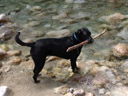 scully, playing in the creek. 2006-06-16, Sony Cybershot DSC-F828.