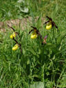 lady's slipper orchid (cypripedium calceolus). 2006-06-16, Sony Cybershot DSC-F828. keywords: orchidaceae, marienfrauenschuh