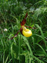 lady's slipper orchid (cypripedium calceolus). 2006-06-16, Sony Cybershot DSC-F828. keywords: orchidaceae, marienfrauenschuh