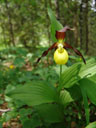 gelber frauenschuh (cypripedium calceolus) || foto details: 2006-06-16, kaisertal valley / austria, Sony Cybershot DSC-F828. keywords: orchidaceae, marienfrauenschuh