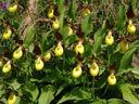 lady's slipper orchid (cypripedium calceolus). 2006-06-16, Sony Cybershot DSC-F828. keywords: orchidaceae, marienfrauenschuh