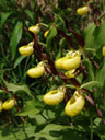 lady's slipper orchid (cypripedium calceolus)